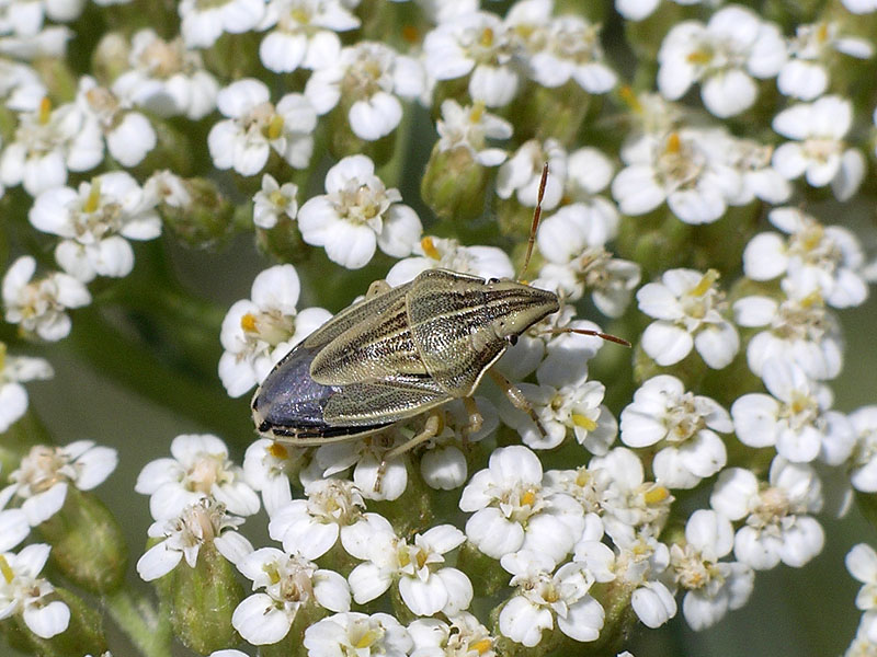 Alcuni eterotteri dei Colli Euganei